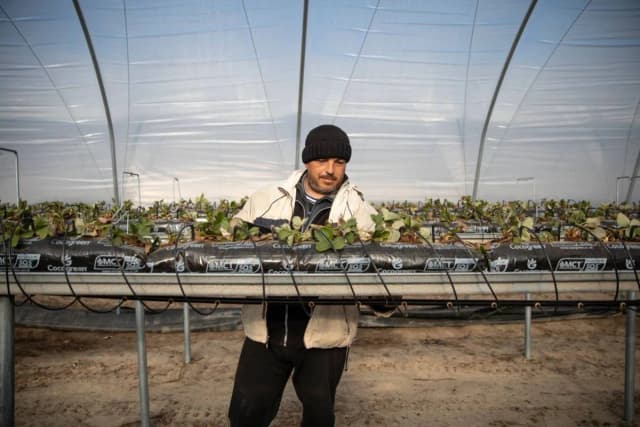 Ile można zarobić na zbiorach za granicą? Zaskakujące stawki pracy Ile można zarobić na zbiorach za granicą? Zaskakujące stawki pracy